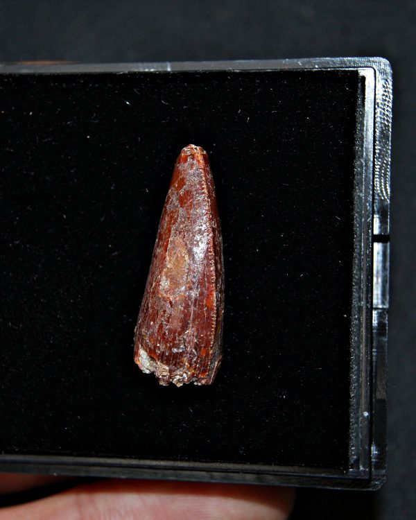 Terópodo - Valle de Kem Kem