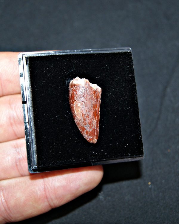 Terópodo - Valle de Kem Kem