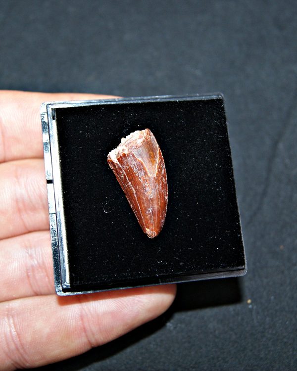 Terópodo - Valle de Kem Kem