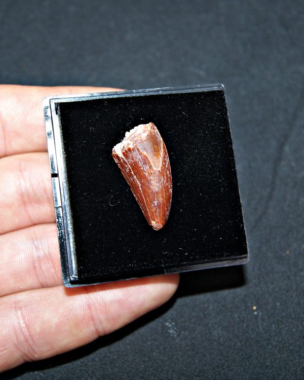 Terópodo - Valle de Kem Kem