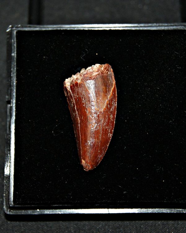 Terópodo - Valle de Kem Kem