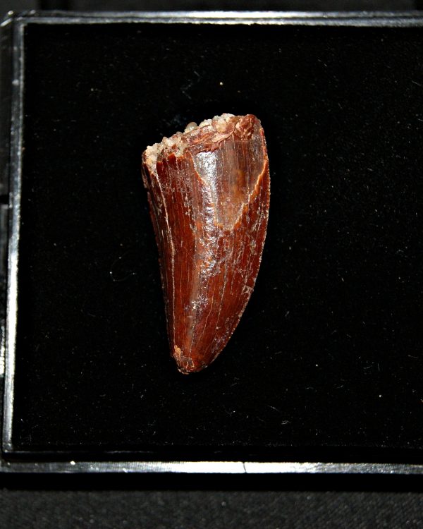 Terópodo - Valle de Kem Kem