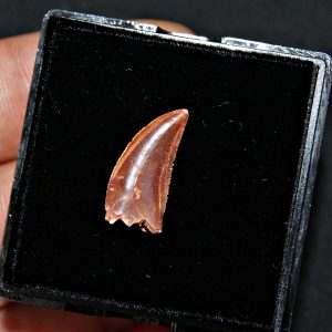 Abelisaurio – Valle de Kem Kem