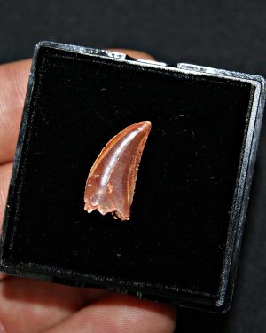 SONY DSC Abelisaurio – Valle de Kem Kem