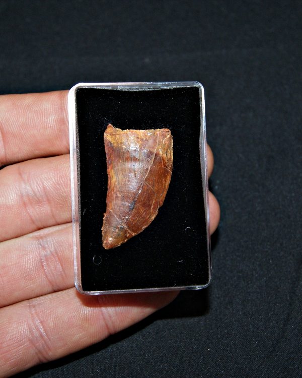 Carcharodontosaurus saharicus