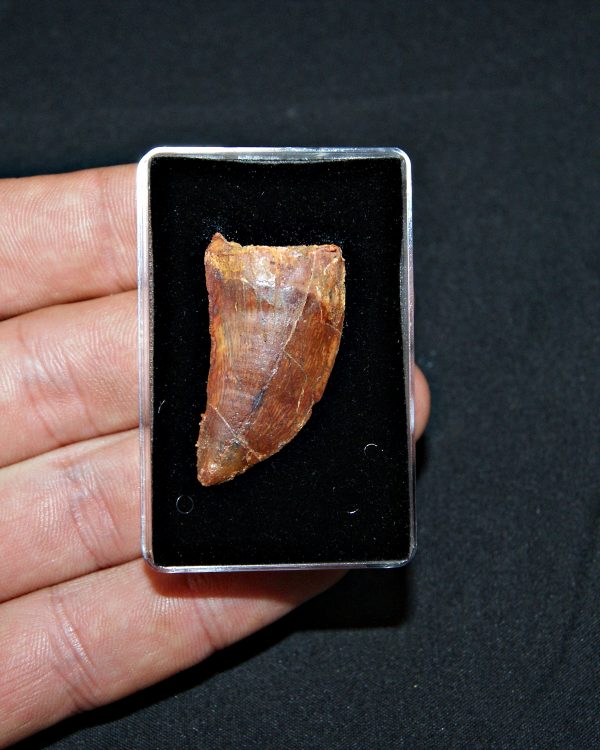 Carcharodontosaurus saharicus