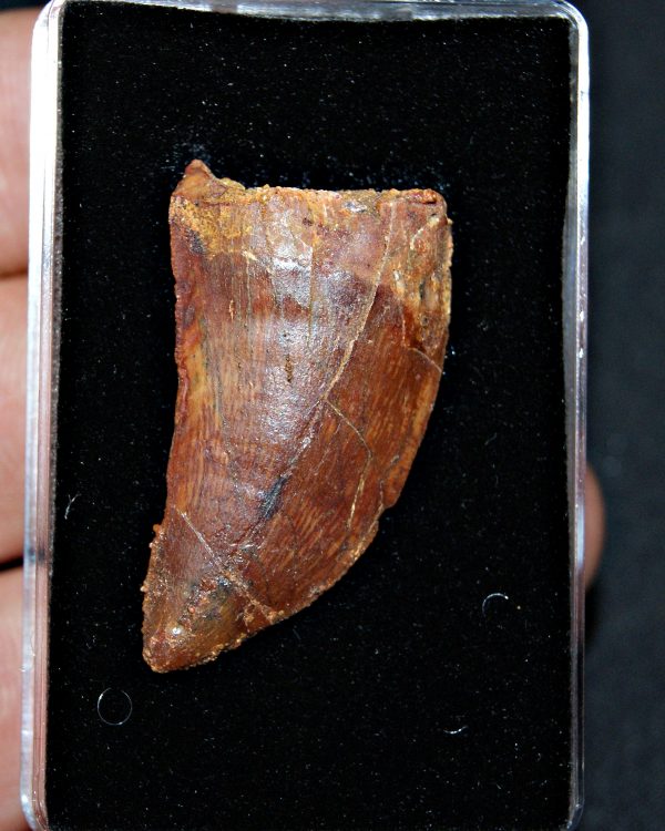 Carcharodontosaurus saharicus