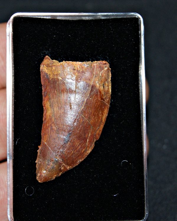 Carcharodontosaurus saharicus