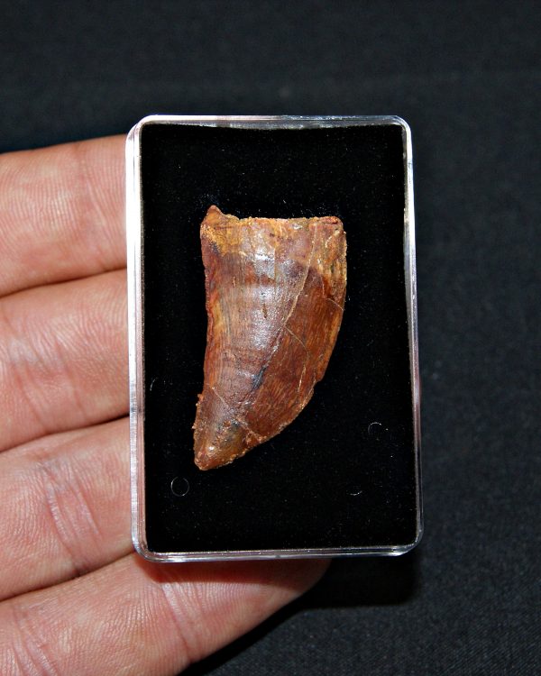 Carcharodontosaurus saharicus