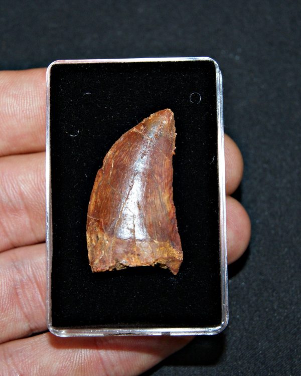 Carcharodontosaurus saharicus