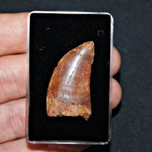 Carcharodontosaurus saharicus