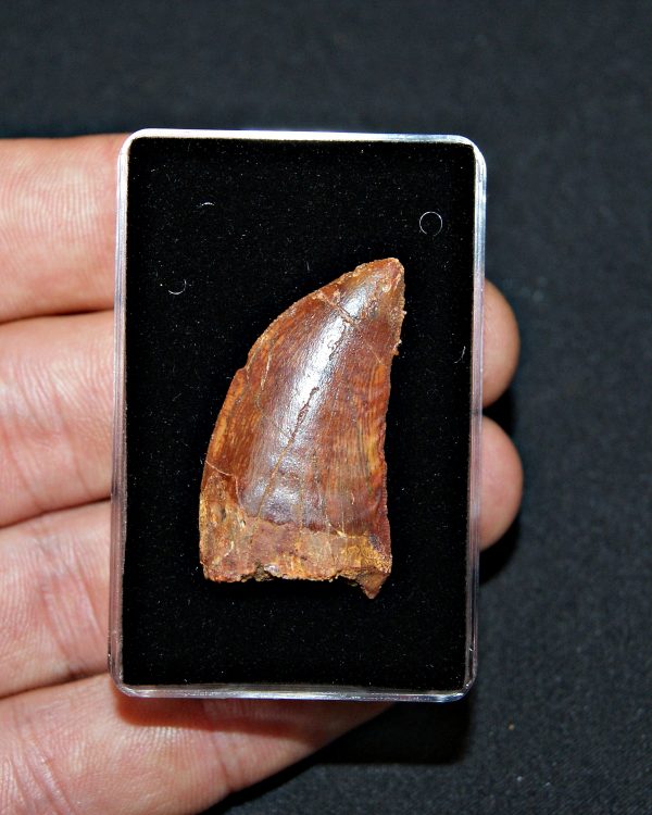 Carcharodontosaurus saharicus