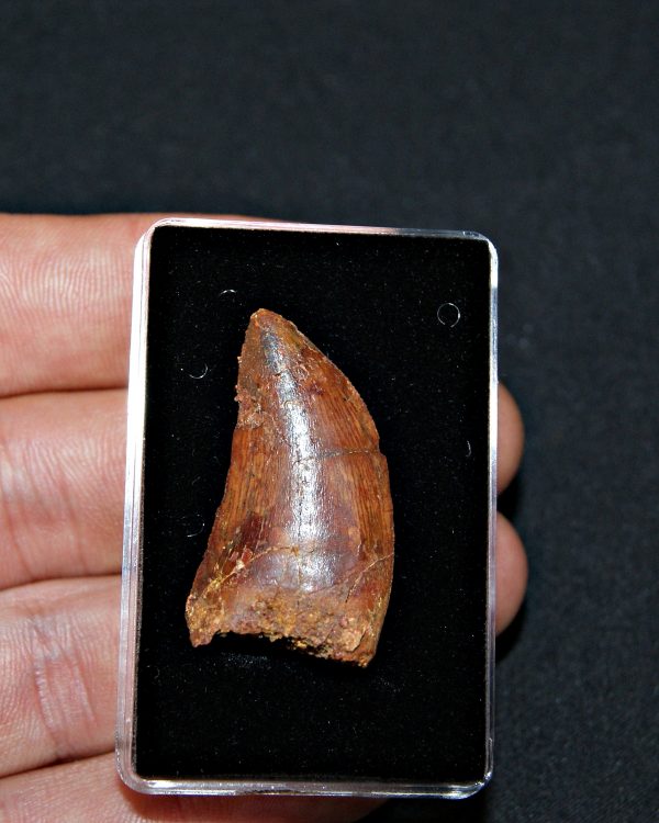 Carcharodontosaurus saharicus