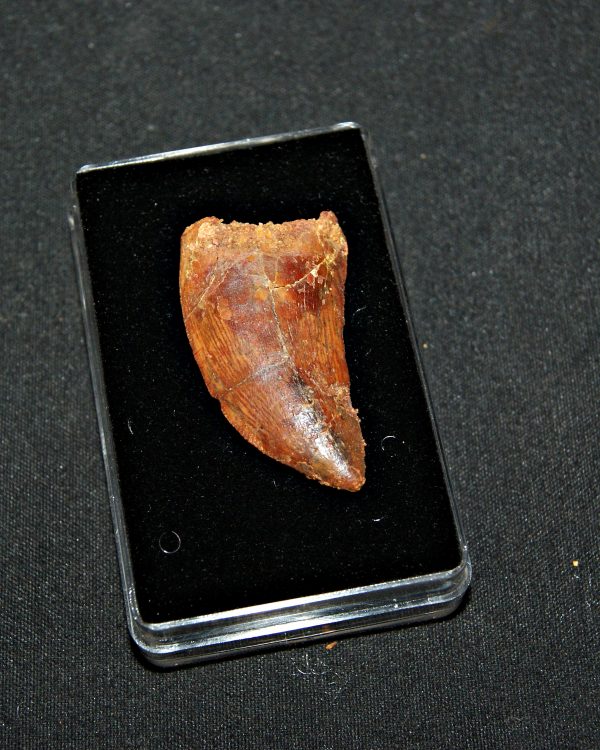 Carcharodontosaurus saharicus