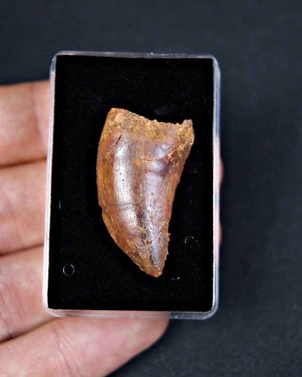 Carcharodontosaurus saharicus