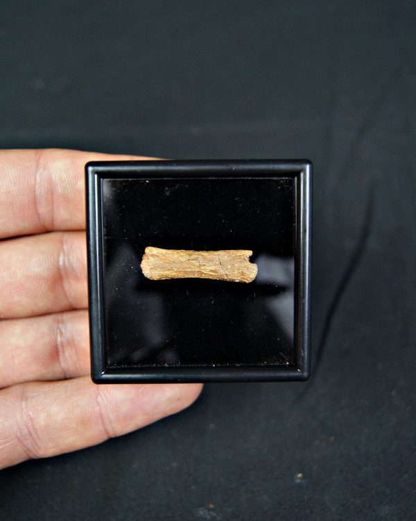 vértebra de pterosaurio