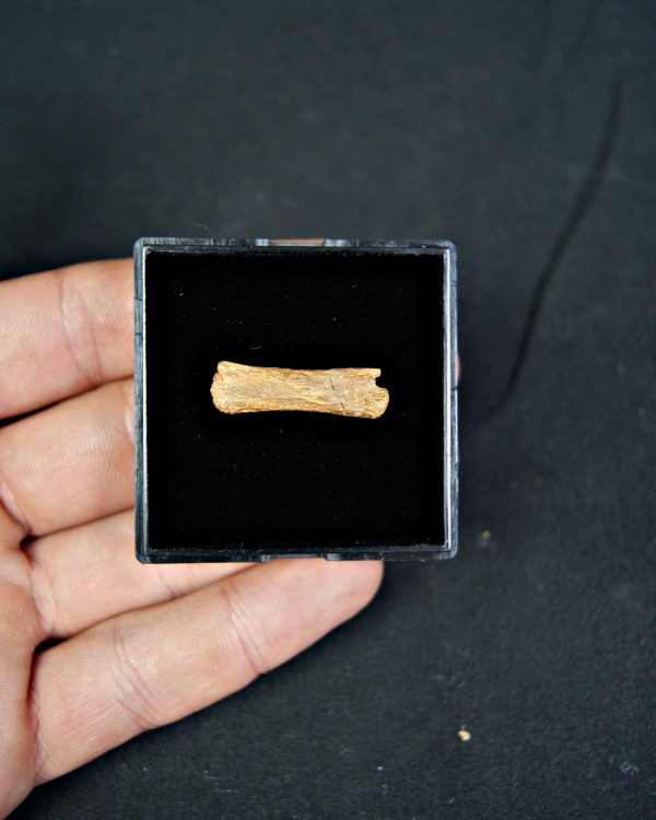 vértebra de pterosaurio