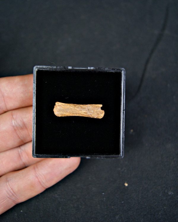 vértebra de pterosaurio