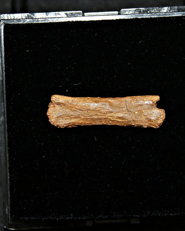 vértebra de pterosaurio