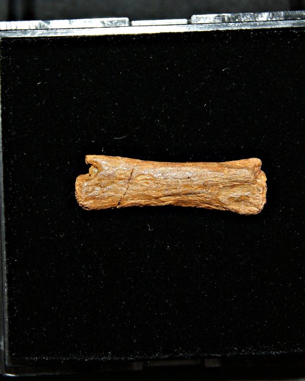 vértebra de pterosaurio