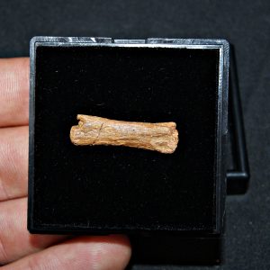 vértebra de pterosaurio