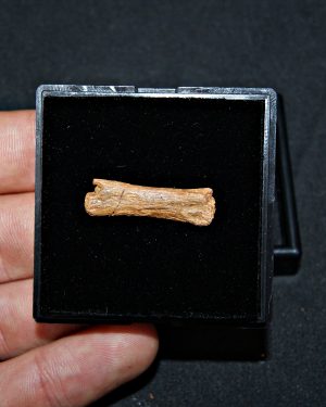 vértebra de pterosaurio