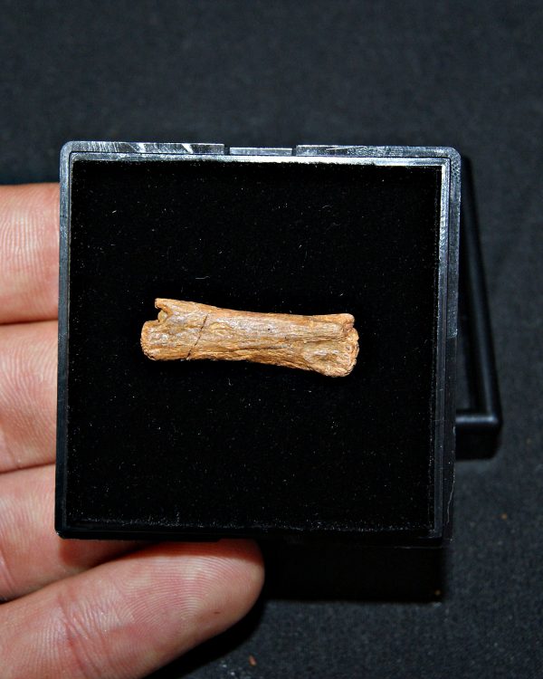 vértebra de pterosaurio