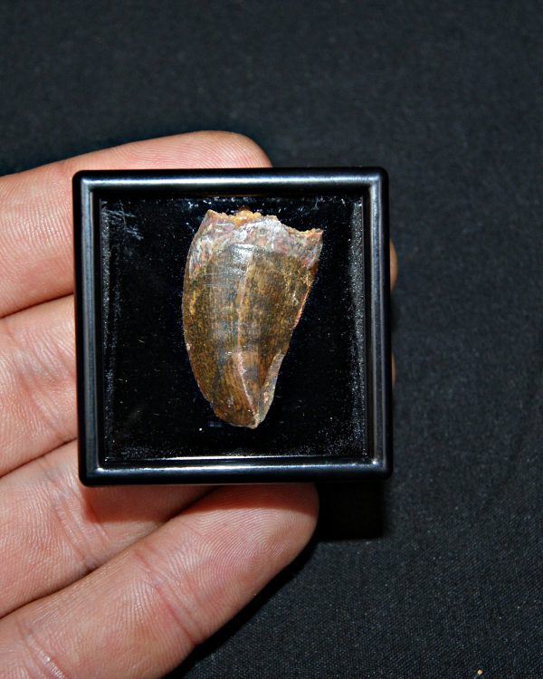 Carcharodontosaurus saharicus