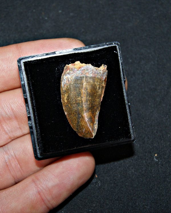 Carcharodontosaurus saharicus