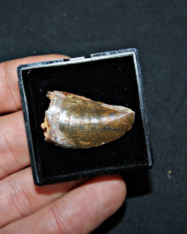 Carcharodontosaurus saharicus