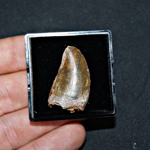 Carcharodontosaurus saharicus