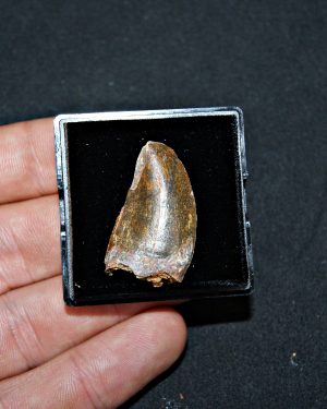 Carcharodontosaurus saharicus