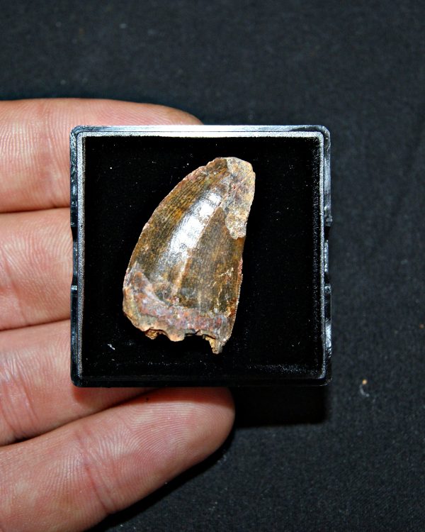 Carcharodontosaurus saharicus