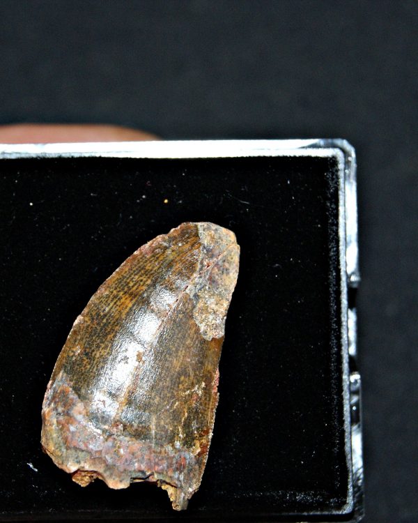 Carcharodontosaurus saharicus