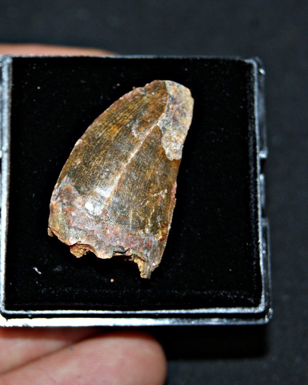 Carcharodontosaurus saharicus