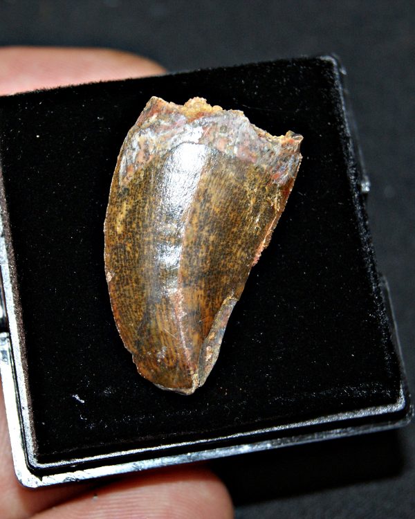 Carcharodontosaurus saharicus