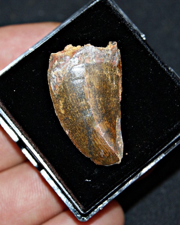 Carcharodontosaurus saharicus