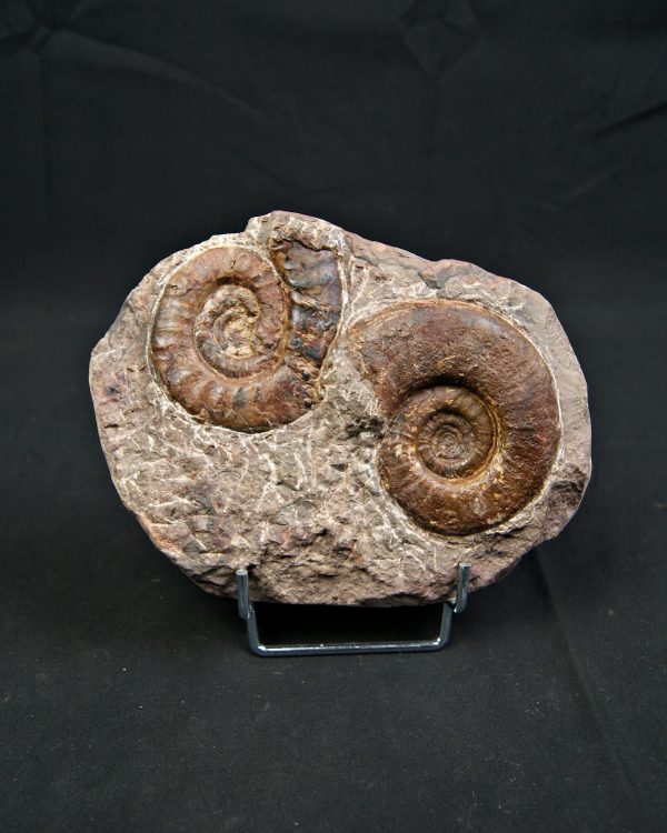 SONY DSC Placa de mortalidad con amonites