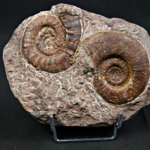 Placa de mortalidad con amonites