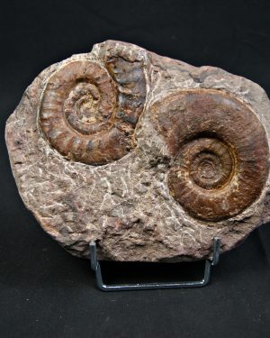 Placa de mortalidad con amonites