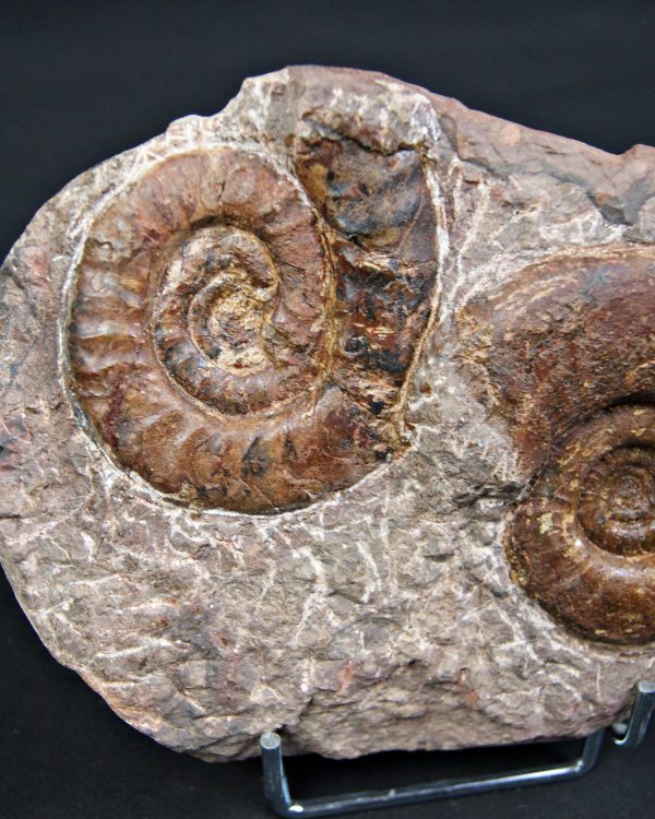 SONY DSC Placa de mortalidad con amonites