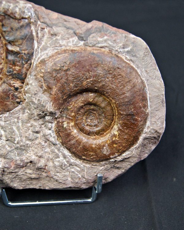 SONY DSC Placa de mortalidad con amonites