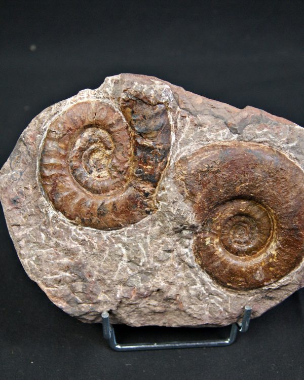 SONY DSC Placa de mortalidad con amonites