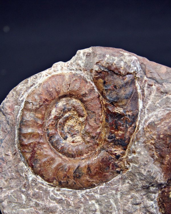 SONY DSC Placa de mortalidad con amonites