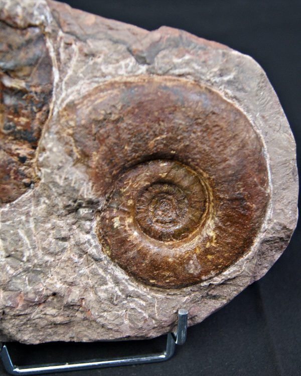 SONY DSC Placa de mortalidad con amonites