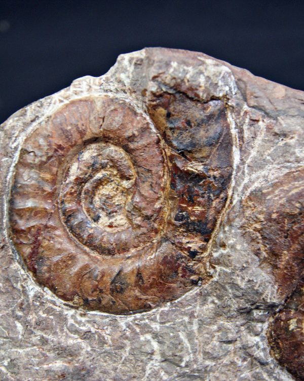 SONY DSC Placa de mortalidad con amonites