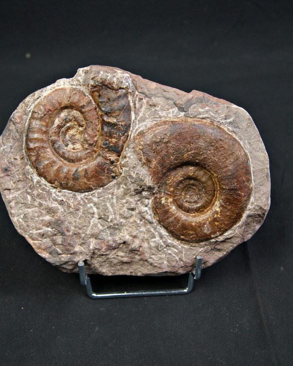 SONY DSC Placa de mortalidad con amonites