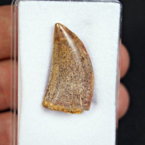 Abelisaurio – Valle de Kem Kem