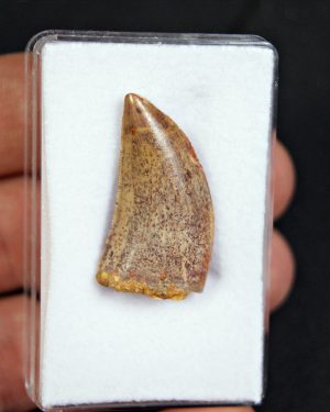 SONY DSC Abelisaurio – Valle de Kem Kem