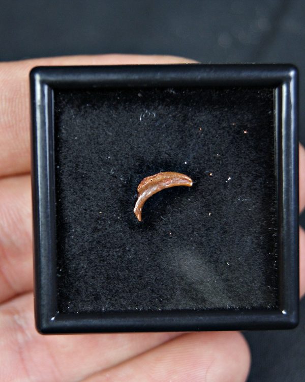 Garra de pterosaurio